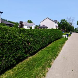 Taille de cèdres professionnelle