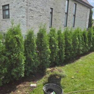 Cedre brandon pour haie structuree