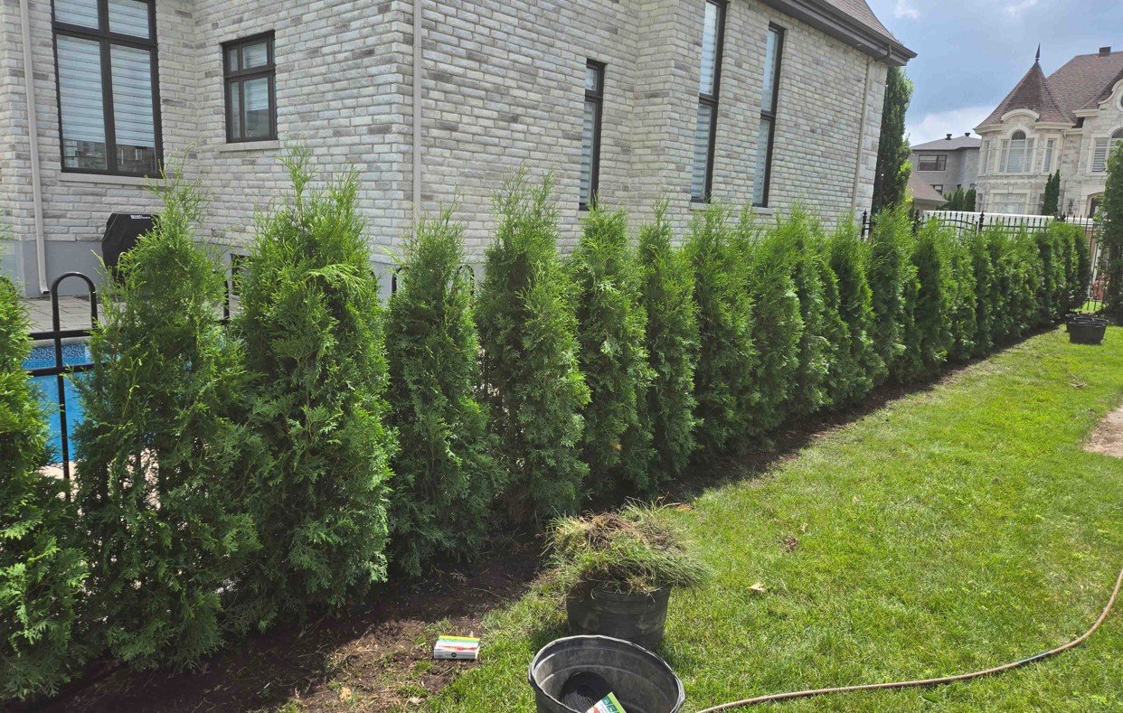 Cedre brandon haie decorative exterieure