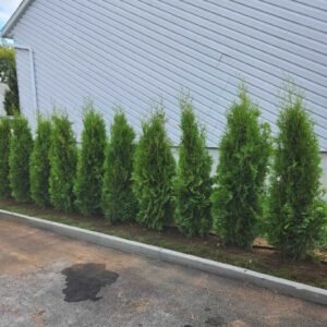 Cedre brandon haie dense et droite