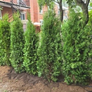 Cedre brandon croissance controlee haie