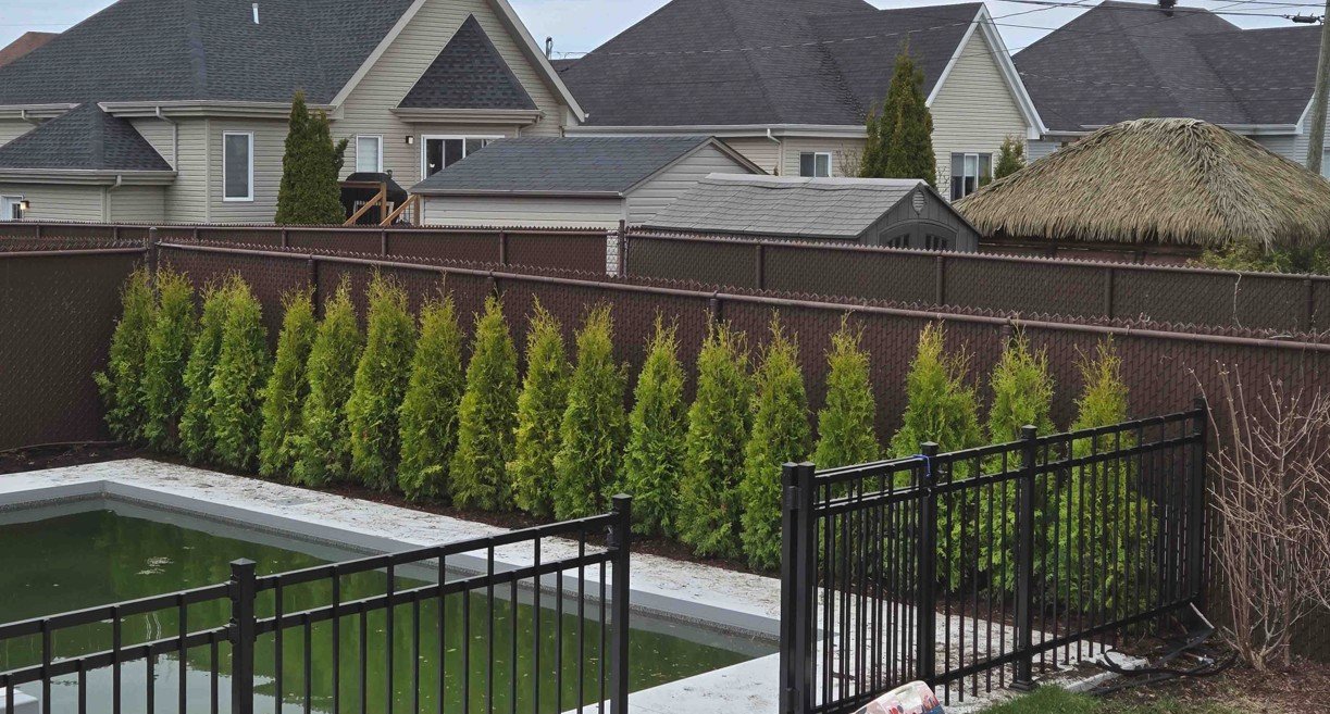 Cedre brandon solution haie compacte