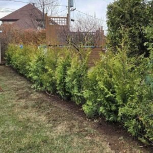 Cedres noirs haie resistant climat