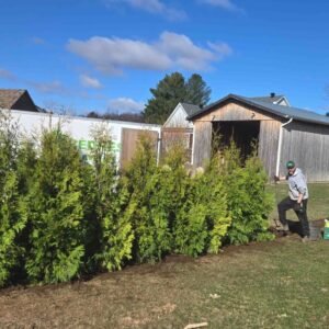 Cedres noirs solution haie economique