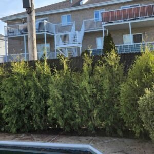 Cedres noirs choix ideal haie longue