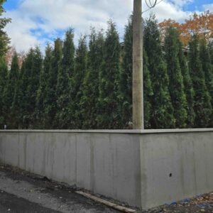 Cedres noirs haie dense durable