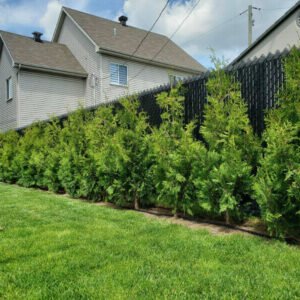 Cedres noirs pour cloture naturelle