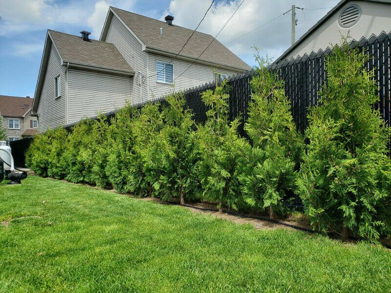 Cedres noirs aménagement exterieur haie