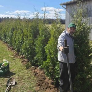 Cedres noirs haie persistante verte