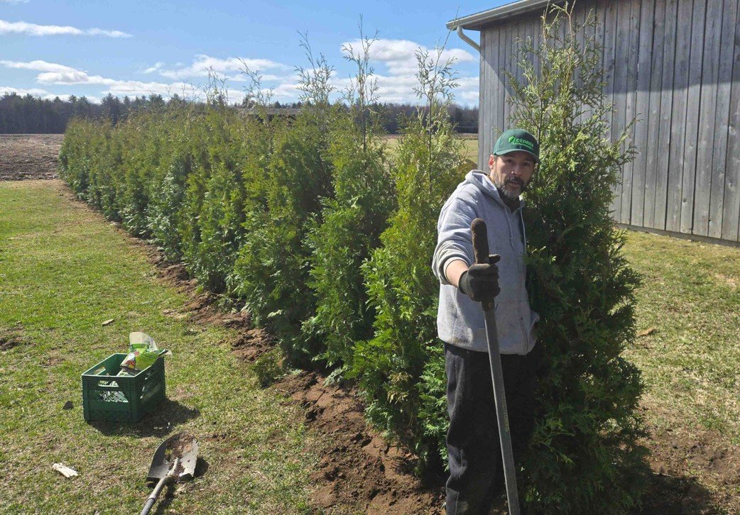 Cedres noirs plantation alignement parfait