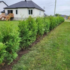 Cedres noirs plantation terrain residentiel