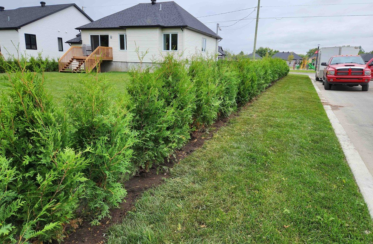 Cedres noirs croissance rapide haie