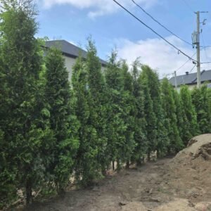 Cedres noirs plantation sol adaptable