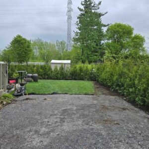 Cedres noirs haie persistante verte