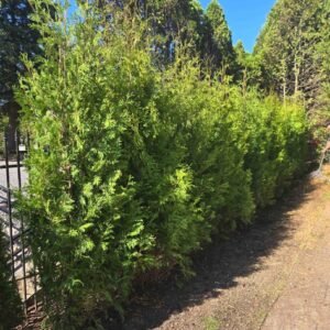 Cedres noirs aménagement exterieur haie