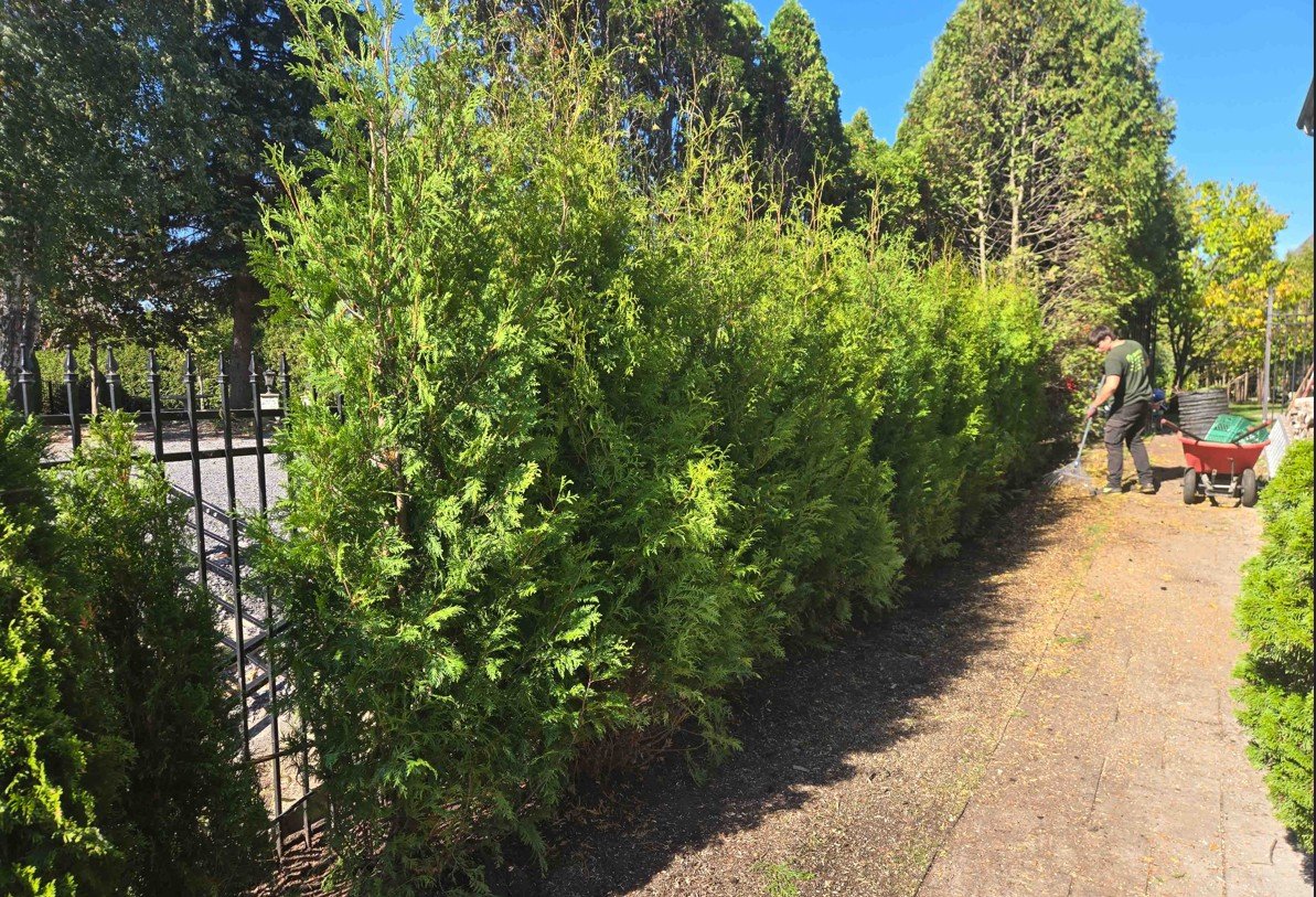 Cedres noirs plantation terrain argileux