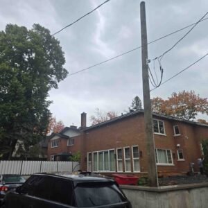 Cedres noirs croissance rapide haie