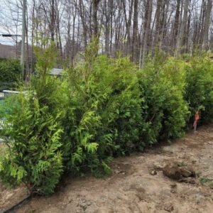 Cedres noirs haie epaisse uniforme