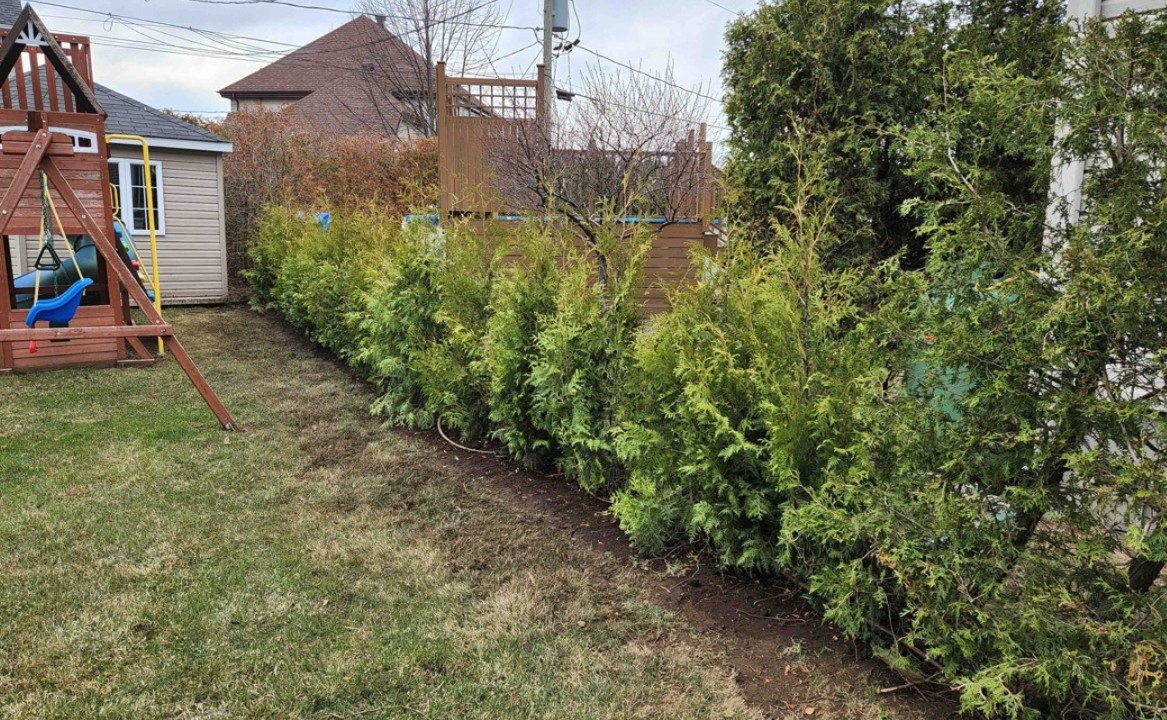 Cedres noirs haie resistant climat