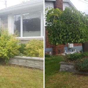 Entretien de haie service professionnel