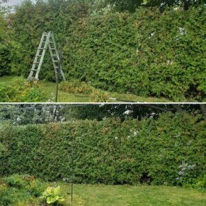 Entretien de haie soins saisonniers