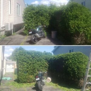 Entretien de haie croissance saine