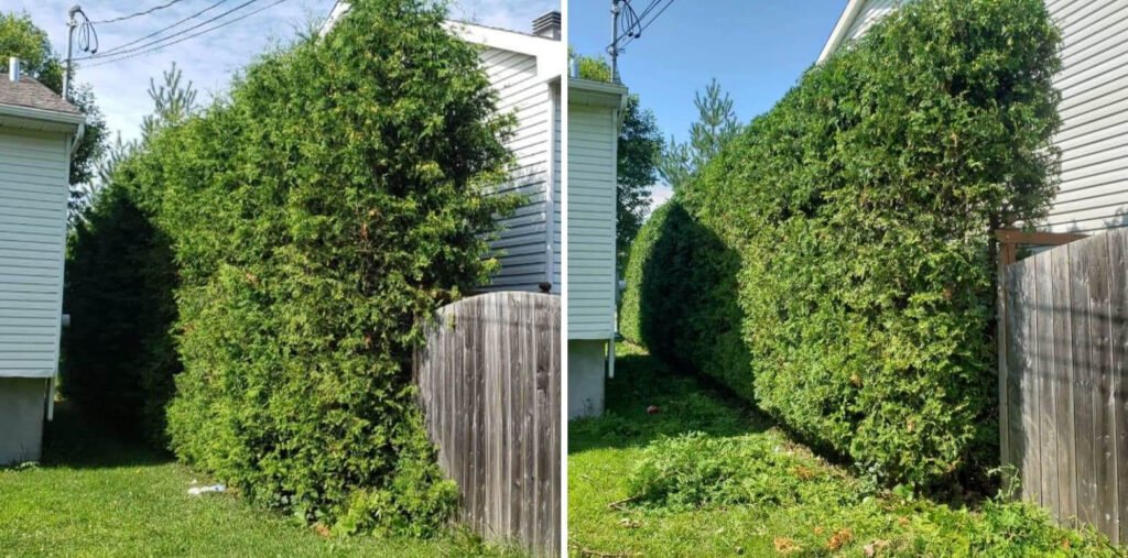 Entretien de haie service professionnel