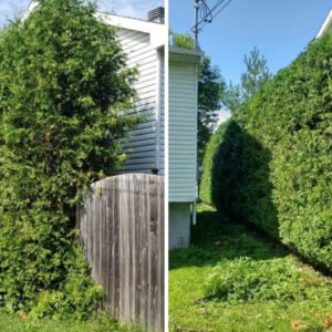 Entretien de haie service complet