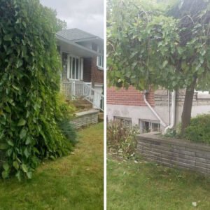 Entretien de haie suivi annuel