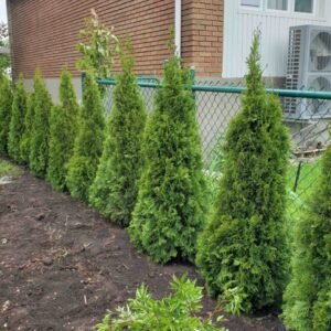 Haie smaragd plantation quebec