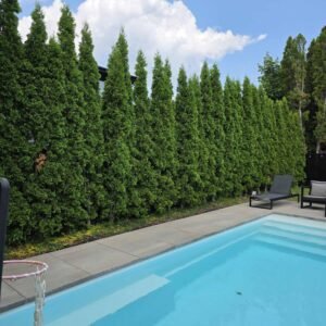 Haie smaragd prix plantation