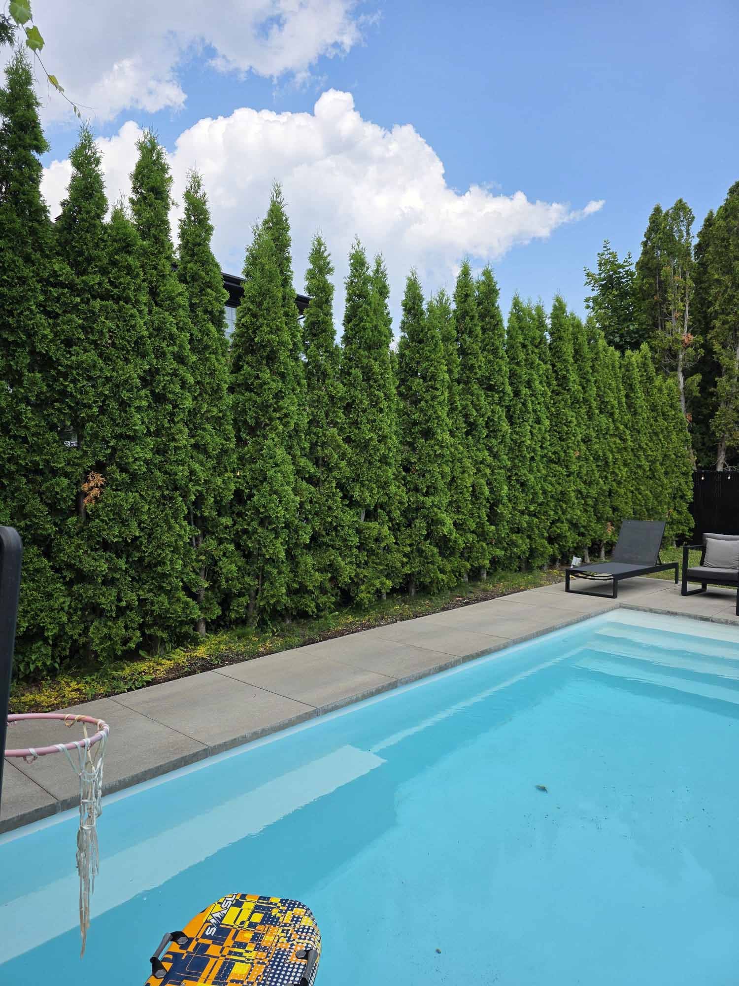 Haie smaragd installation sur mesure