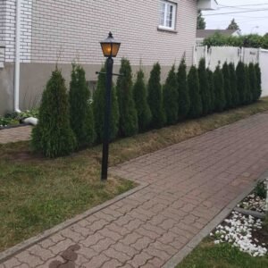 Haie smaragd installation cedre