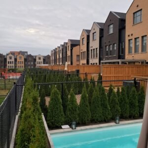 Haie smaragd plantation professionnelle