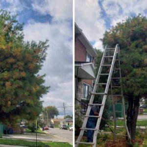 Taille de haie entretien regulier jardin