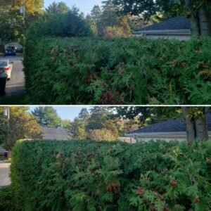 Taille de haie saisonniere jardin