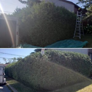 Taille de haie coupe esthetique