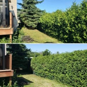 Taille de haie entretien regulier