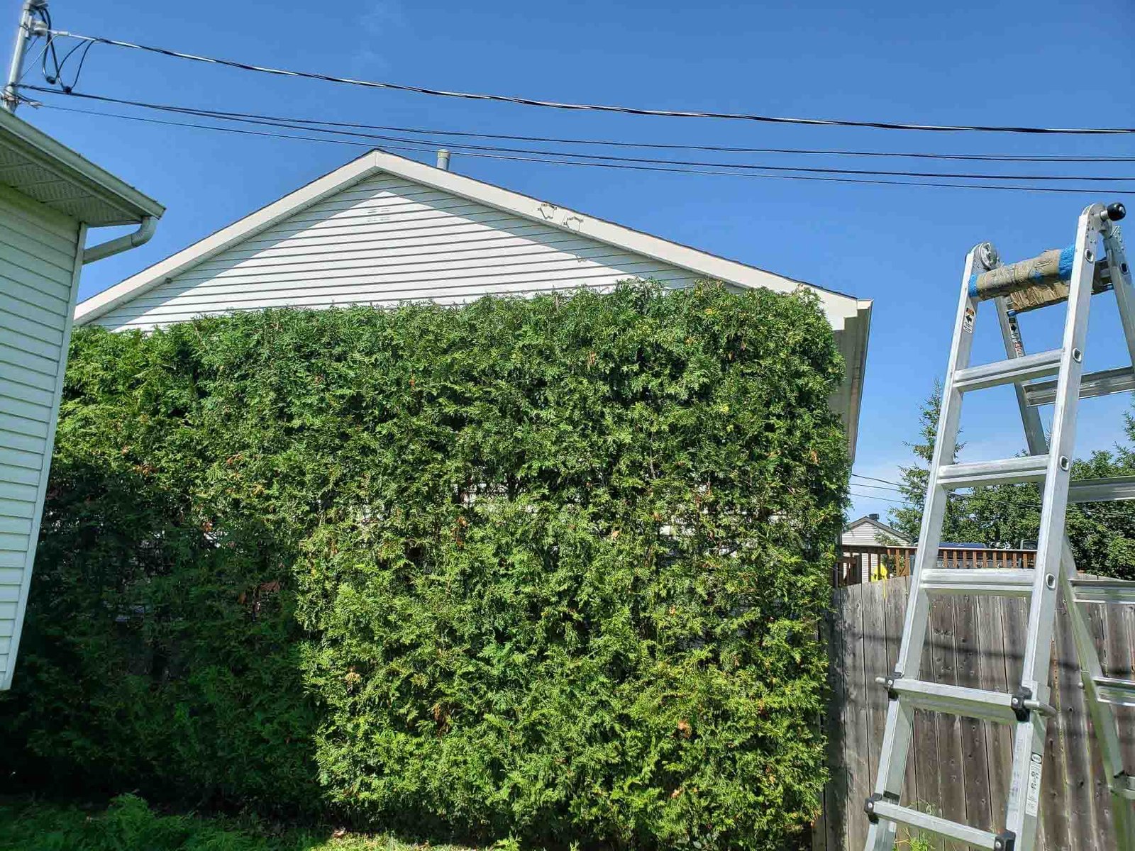 Taille de haie mise a niveau