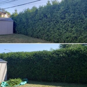 Taille de haie professionnelle rapide