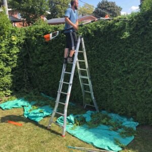 Taille de haie coupe uniforme dense